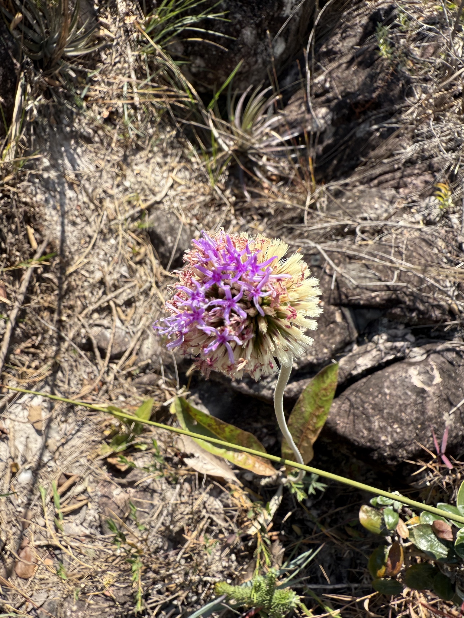 Chresta scapigera