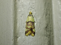 Callithauma callianthes