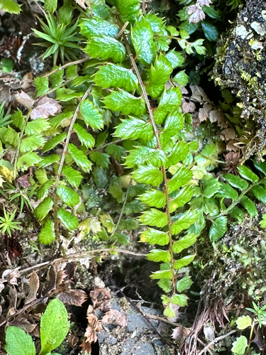 Polystichum atkinsonii iNat (3)