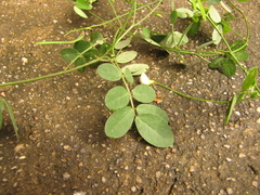 Indigofera trita