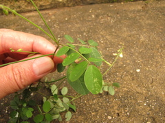 Indigofera trita