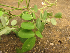Indigofera trita