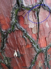 Erechthias fulguritella