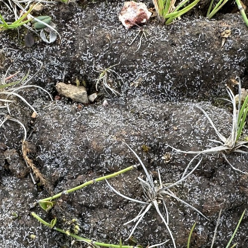 kvetuška (Anthelia)