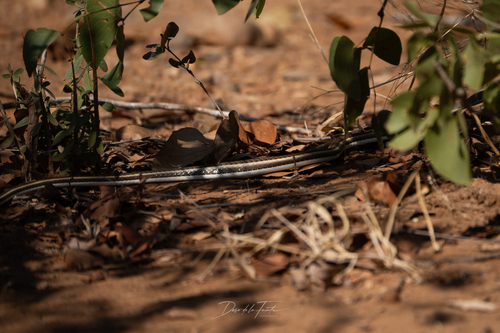 Stripe-bellied Sand Snake