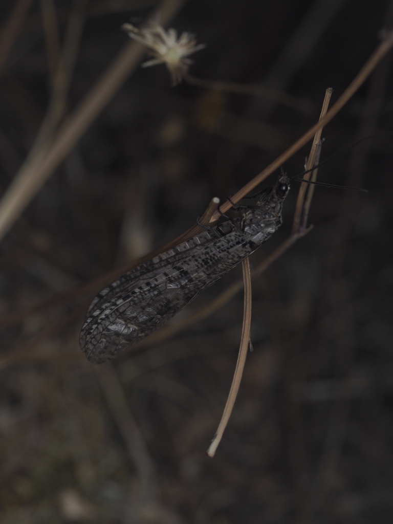 Protochauliodes spenceri