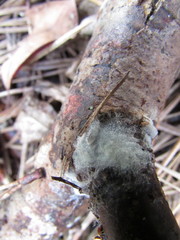 Tomentellopsis echinospora