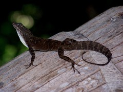 Anolis jubar albertschwartzi