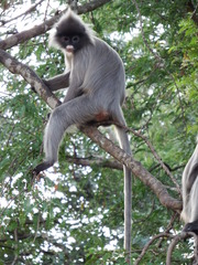 Trachypithecus crepusculus