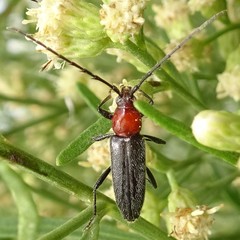 Stenosphenus dolosus