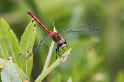 White-faced Meadowhawk (Sympetrum obtrusum), a species recorded in Montana