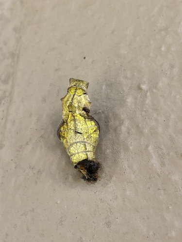 Pipevine Swallowtail