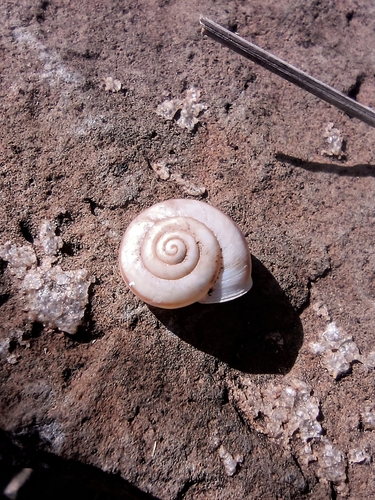Sonorella mormonorum