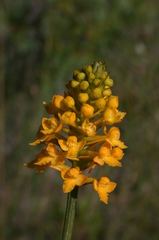 Platanthera integra