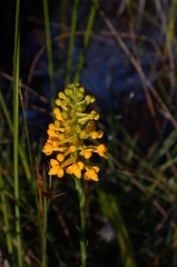 Platanthera integra