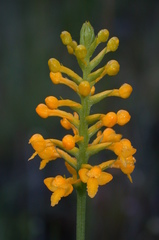 Platanthera integra