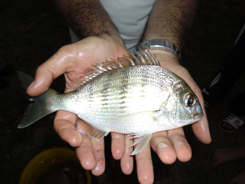 White stumpnose (Rhabdosargus globiceps) — Sparidae