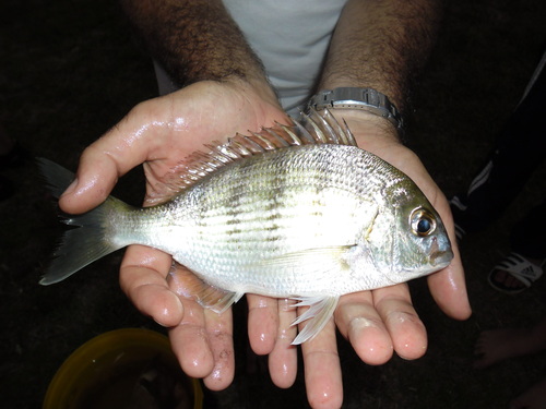 White stumpnose (Rhabdosargus globiceps) — Sparidae