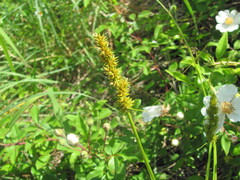 Copper Sedge (Carex cuprina)