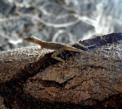 Anolis argenteolus