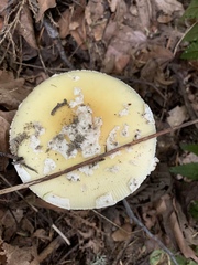 Amanita