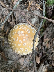 Amanita