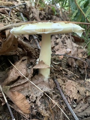 Amanita