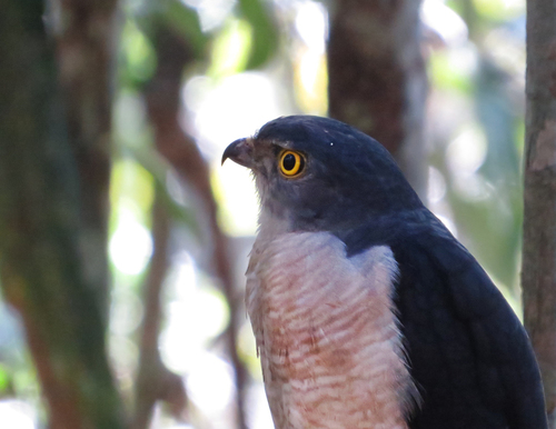 Frances's Sparrowhawk (Tachyspiza francesiae), photo 7