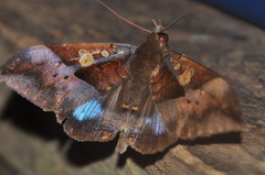 Ischyja hemiphaea