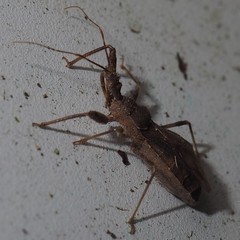 Acholla multispinosa