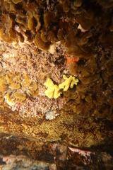 Clathrina
