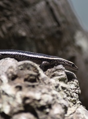 Eugongylinae