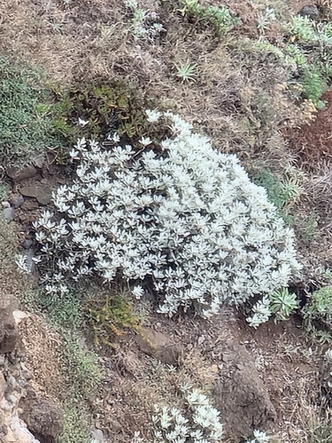 Helichrysum obconicum, photograph 4