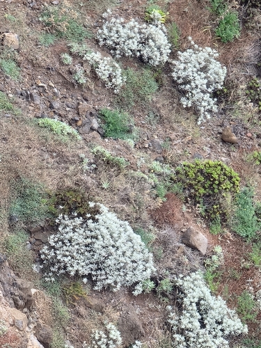 Helichrysum obconicum, photograph 5