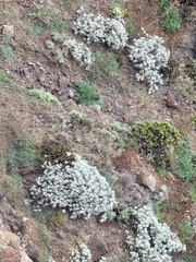 (c) Vítor Jorge, some rights reserved (CC BY) Helichrysum obconicum, photograph (c) Vítor Jorge, some rights reserved (CC BY)