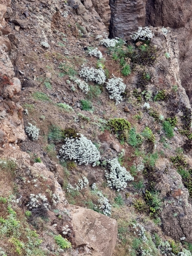 Helichrysum obconicum, photograph 6