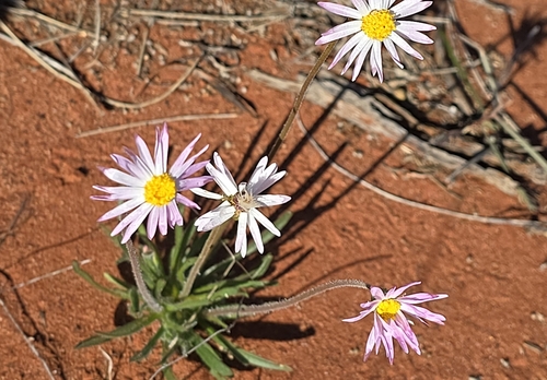 Davenport daisy (Lawrencella davenportii)