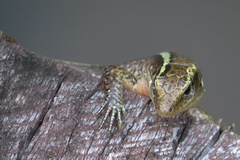 Zonosaurus madagascariensis