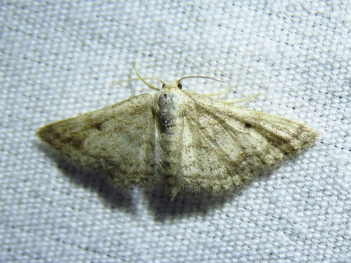 Drab Brown Wave photo 4