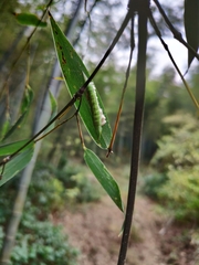 Lethe syrcis