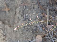 Eriogonum apiculatum