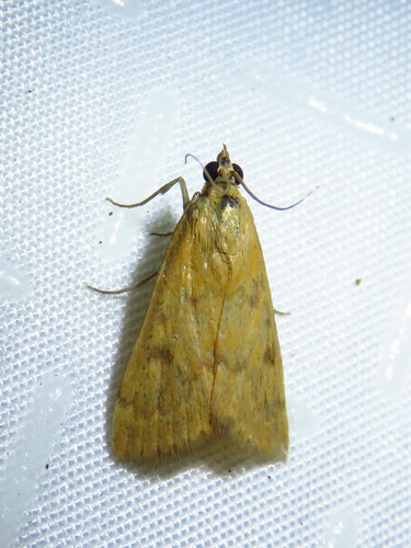 Garden Webworm Moth photo 6