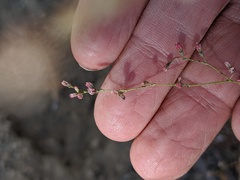 Eriogonum apiculatum
