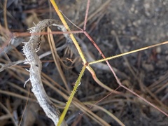 Eriogonum apiculatum