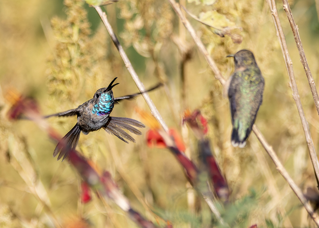 Purple-collared Woodstar (Myrtis fanny) photo