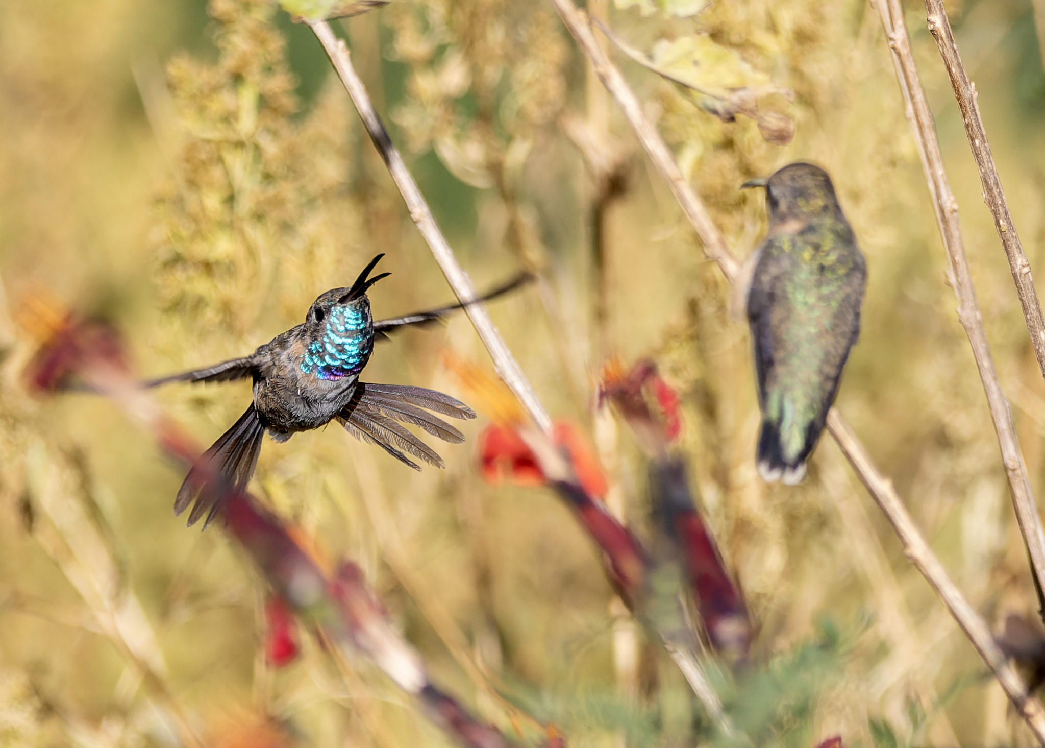 Purple-collared Woodstar (Myrtis fanny), photo 10