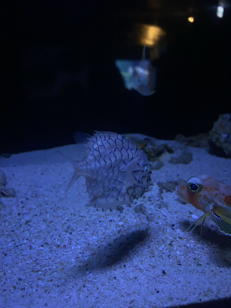 Diamondscales Pineapplefish
