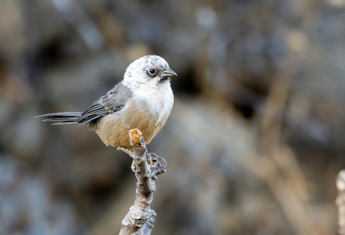 Rusty-bellied Brushfinch (Atlapetes nationi), photo 3