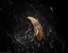 Genethila retusa