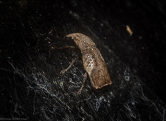 Genethila retusa